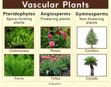 vascular plant facts.